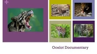 Ocelot Documentary