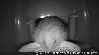 Hedgehogs full face video of her eating inside the feeding station