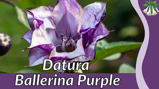 DATURA BALLERINA PURPLE Information and Growing Tips! (Datura metel)