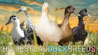 Which DUCK BREED is RIGHT for YOUR HOMESTEAD? | Big Pond Farm, The Hollar Homestead, Wholesome Roots