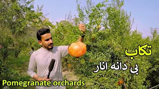After the War Tagab Pomegranate District | Afghanistan | د تګاب انار او تازه حال