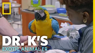 A Rescued Macaw Gets a Check-Up | Dr. K's Exotic Animal ER