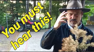 Christmas tree farming: Important message for those who have just started a Christmas tree farm.