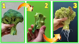 AMAZING TRICK! GET ENDLESS BROCCOLI IN 7 DAYS FREE from scraps!!