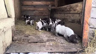 Первая попытка погулять. Щенки дратхара