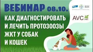 Вебинар "Как диагностировать и лечить протозоозы жкт у собак и кошек"