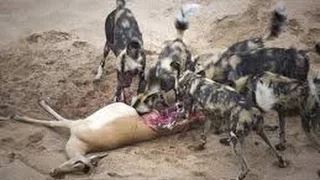 Nat Geo Wild Predators Wild Dogs HD Nature Documentary 2017