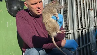 Incredibly Fast Rat Caught by Dog in London! Pest Control Emergency in London