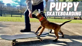 PUPPY SKATEBOARD TRAINING! BELGIAN MALINOIS 10 WEEKS OLD! Andy Krueger