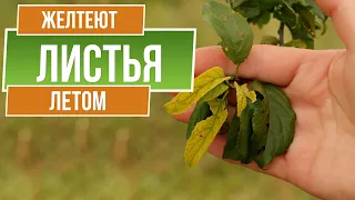 Почему желтеют листья на яблоне ✿ Что делать ✿ Причин и способов устранения