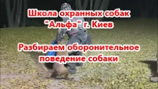 Школа охранных собак "Альфа". Разбираем оборонительное поведение собаки.