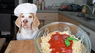 Funny Dog Makes Spaghetti: Chef Dog Maymo