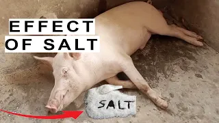 Salt in Pigs Feed During Grower Feed Formulation?