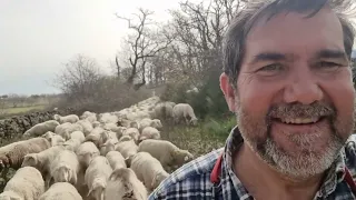 Llegamos con las ovejas a tierras vettonas😉🤣🤣👍