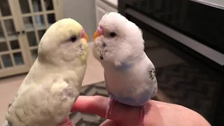 Budgie Kisses Budgie with Sound Effects