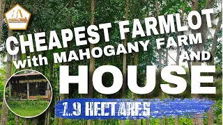 #029 FARM LOT FOR SALE | WITH MAHOGANY FARM AND HOUSE