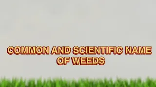 Scientific name of weeds