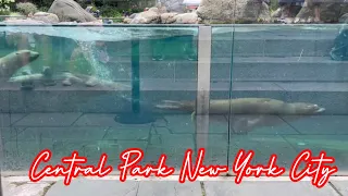 (4K) Central Park Zoo New York City USA 🇺🇸