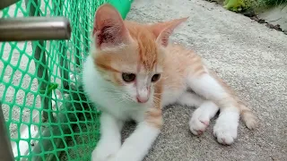 Cat tired walking so cute  🐈 #cat #catlover #catvideos