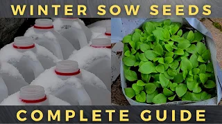 How to Winter Sow Seeds - A Complete Tutorial Guide