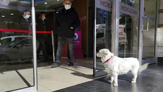 Wartet eine Woche auf Besitzer: Der wohl treueste Hund der Welt