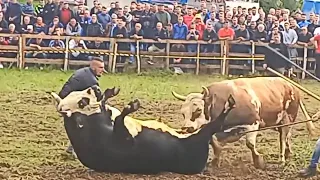 TOP BULL MEET Bik nespretno završio na leđima - KOBRICA vs PANDA  PARK ARENA VITEZ