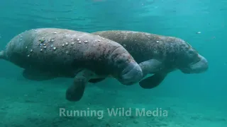 Florida manatee | 1080HD, 24 FPS, Slog2