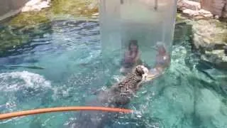 Swimming with Crocodiles - Cage of Death - Croc Cove - Interview