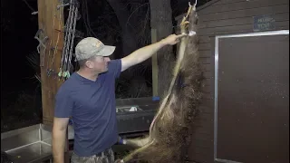 Cleaning a wild boar {One Take} No edits! DeerMeatForDinner
