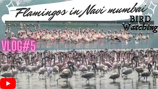 VLOG#5 (Bird watching Navimumbai) , (FLAMINGOS MIGRATION mumbai) #photographyvlog 😮😯