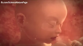 A short video: From Conception to Birth