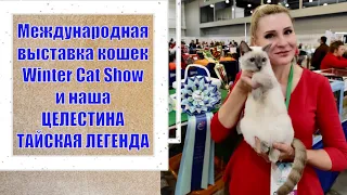 ВЫСТАВКА КОШЕК в МОСКВЕ  Winter Cat Show 2022  и наша Тайская кошка Целестина Тайская Легенда  !