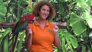 Tenerife - Loro parque - Parrot show