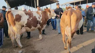 ONA BOLA SIGIRLAR NARXI SAMARQAND PASTDARGOM JUMA BOZORIDA