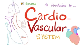 The Cardiovascular System (CVS) ❤️ 🩸 | A Simple Introduction | Biology