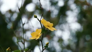 🌷 [보고싶은얼굴] 눈을 감고 걸어도 눈을 감고 걸어도 눈을 뜨고걸어도...