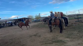 Caballos bailadores