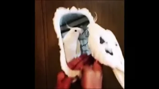 Cute Bird Singing to Mirror (Warning)