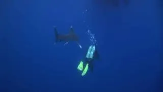 The last stage of a Carcharhinus longimanus attack