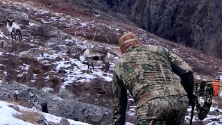 Bowhunting Caribou and Musk Ox in Greenland  -  Pt 2 of the Dream Hunt | Pure Hunting S9 E11