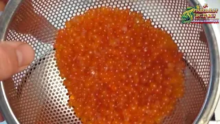 Red salmon caviar, all the secrets of salting caviar from frozen fish from the store.