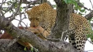 Leopard Moves Impala in Tree