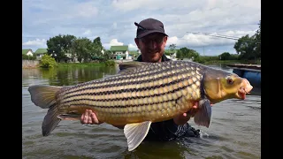 Palm Tree Lagoon day 1 part 2. Juliens carp are going mental along with PB's and new species for Oz!