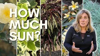 Planting containers in a tricky sun spot