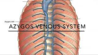 Azygos venous system notes