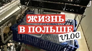 ЖИЗНЬ В ПОЛЬШЕ/ РАБОТА И ПОСЛЕДСТВИЯ/ ПОЛЬША ВЛОГ