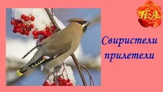 Свиристели прилетели🐦🐦Про птиц