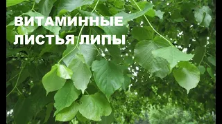 ЛИСТЬЯ ЛИПЫ: съедобные, вкусные и полезные. ПП чебуреки с листьями липы. Съедобные дикоросы.