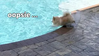 How did this Pomeranian learn how to swim?