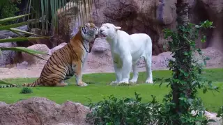 White Tiger vs Bengal Tiger Loro Parque Tenerife [Full HD]